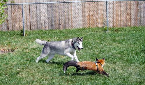 狐狸与猎狗,智慧与勇气的较量